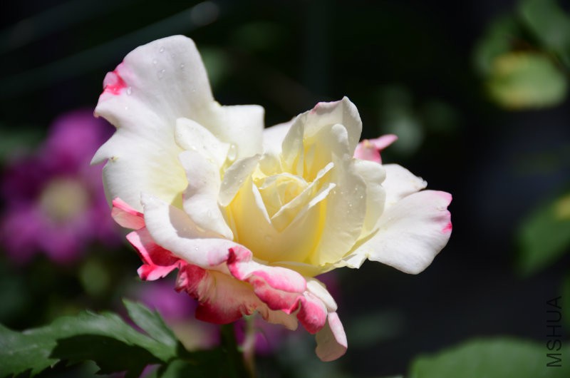 DSC_3968.JPG