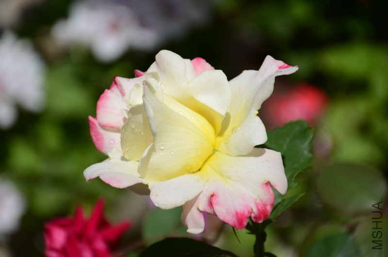 DSC_3973.JPG