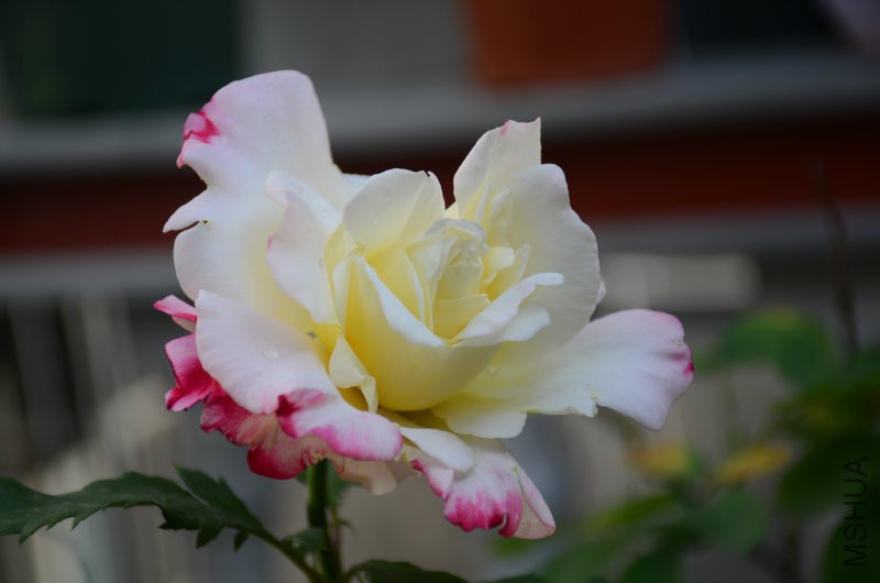 DSC_4009.JPG