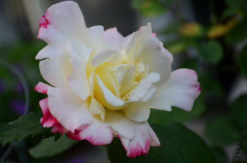 DSC_4011.JPG