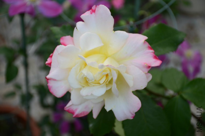DSC_4015.JPG