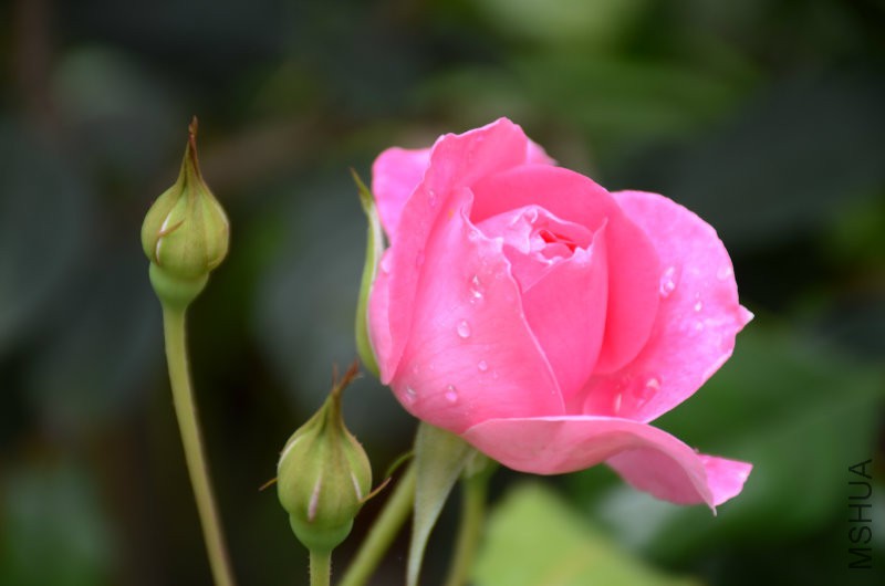 DSC_3904.JPG