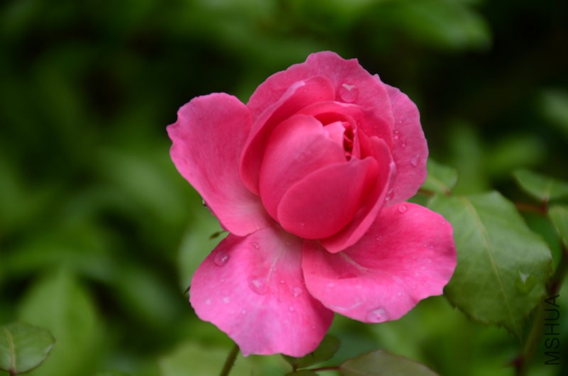 DSC_3908.JPG
