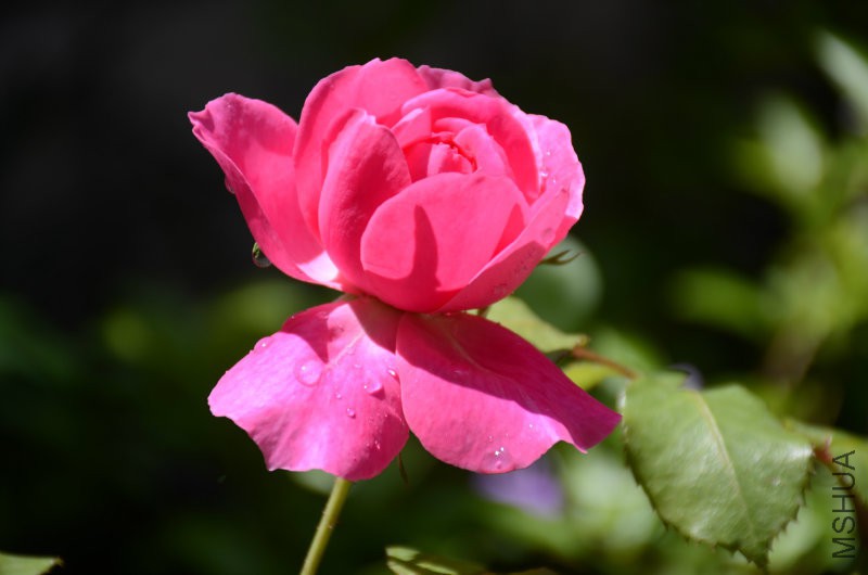 DSC_3970.JPG