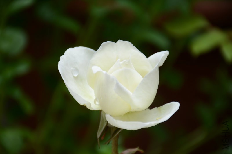 DSC_3911.JPG