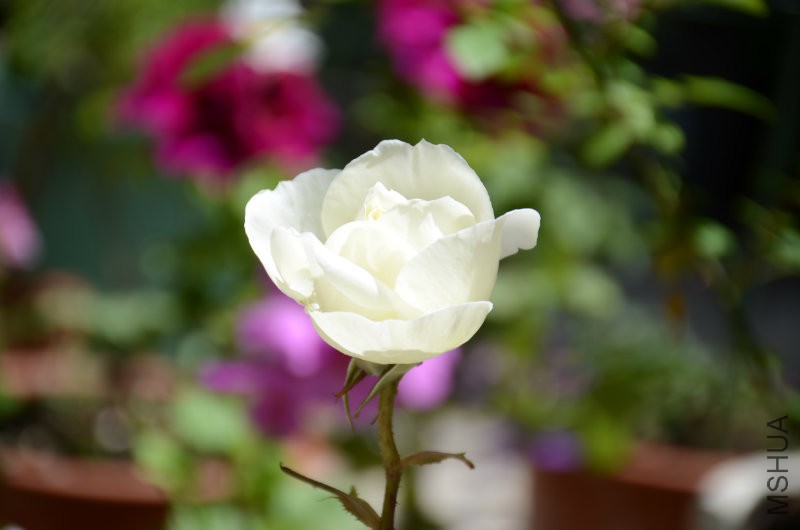 DSC_3975.JPG