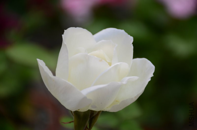 DSC_3992.JPG