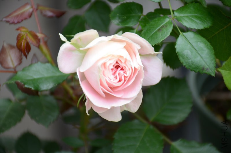 DSC_3889.JPG