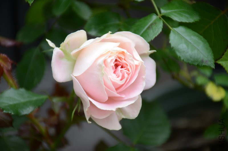 DSC_3890.JPG