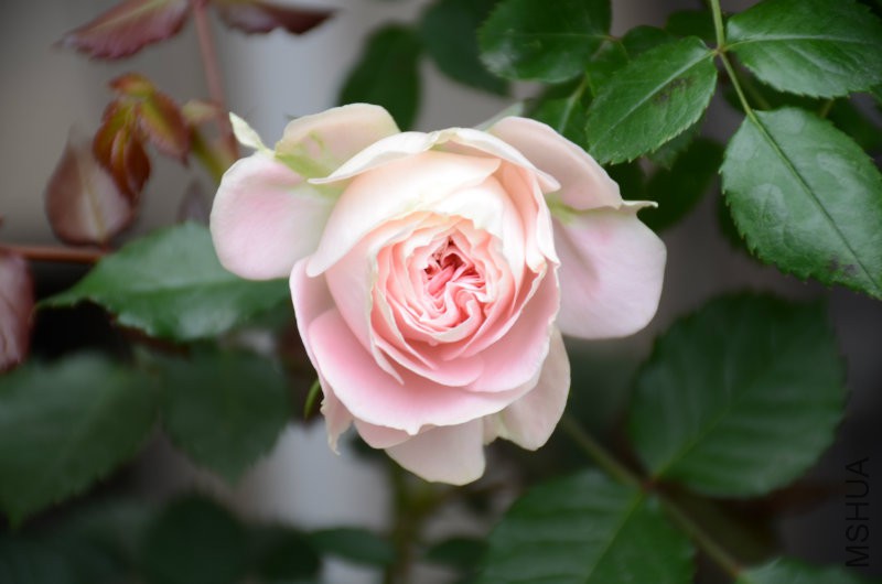 DSC_3918.JPG