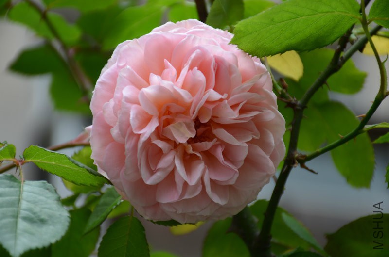 DSC_3892.JPG