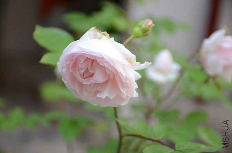 DSC_4021.JPG