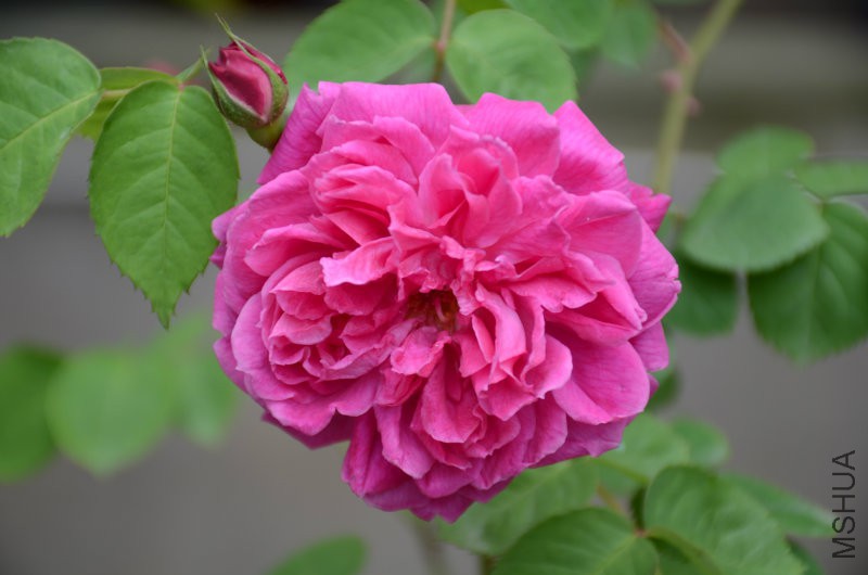 DSC_3888.JPG