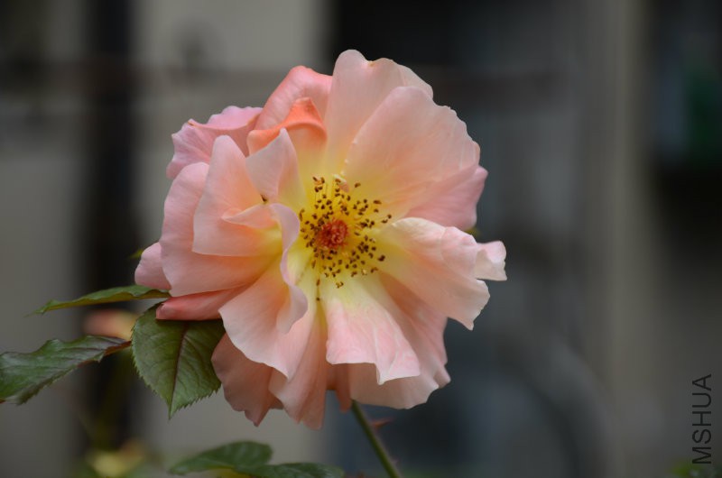DSC_3895.JPG