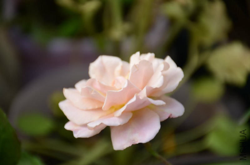 DSC_3988.JPG