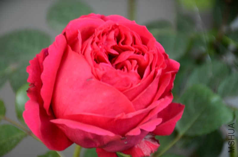 DSC_4016.JPG