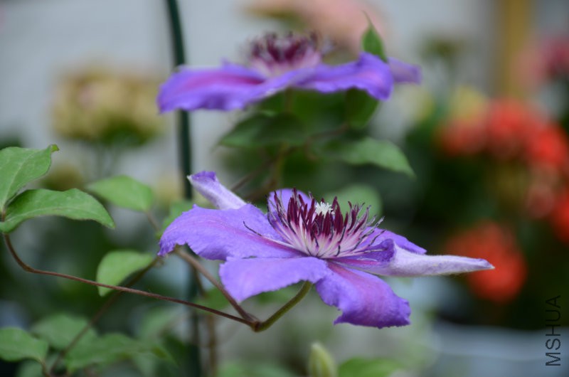 DSC_3945.JPG