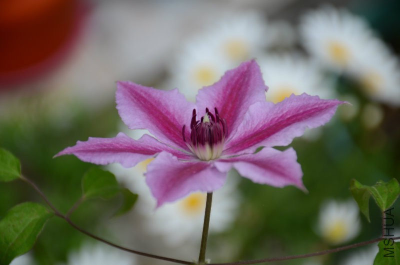 DSC_3950.JPG