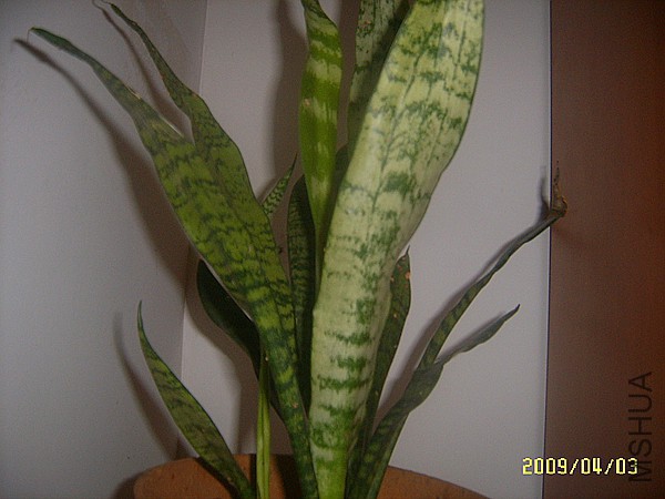 SUC53250_����.jpg