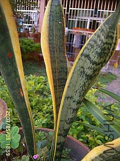 SUC51598_����.jpg