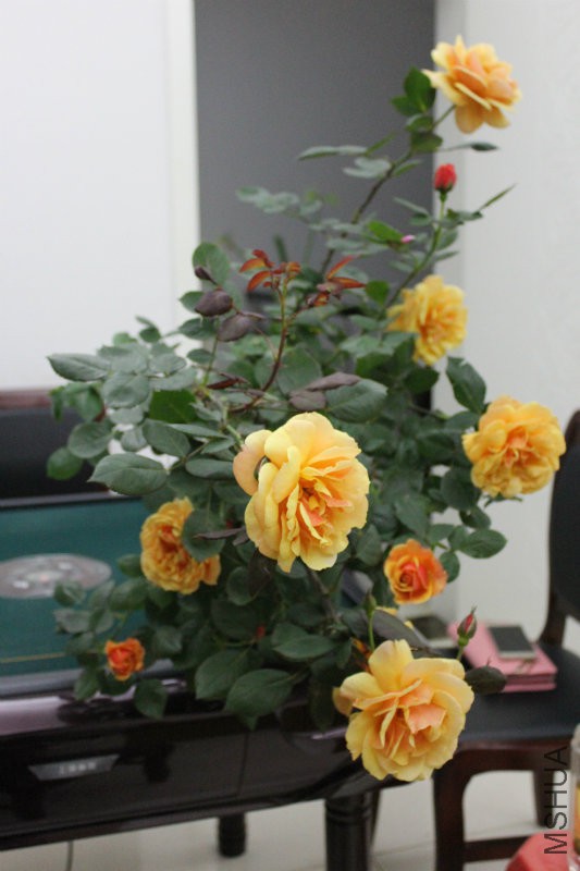 IMG_4287.JPG