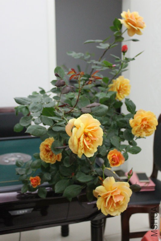 IMG_4288.JPG