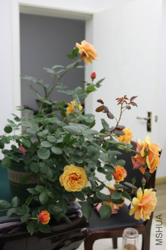 IMG_4297.JPG