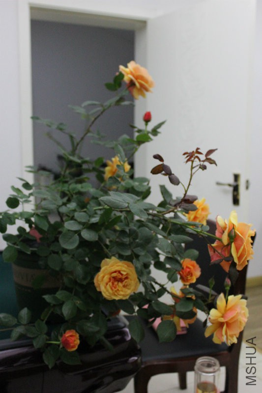 IMG_4298.JPG