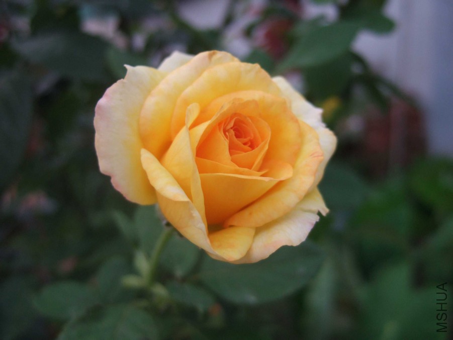 DSCF0509_����.jpg