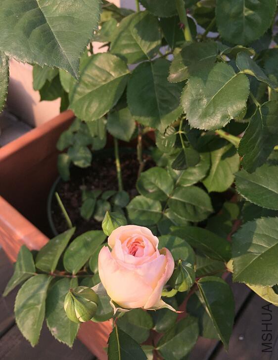 QQ��ͼ20160422084539.jpg