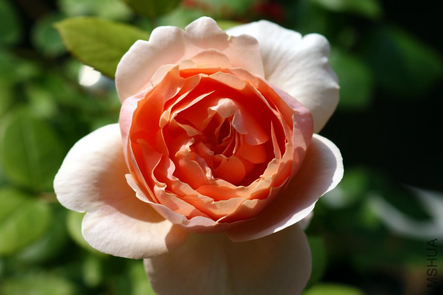 DSC06730.JPG