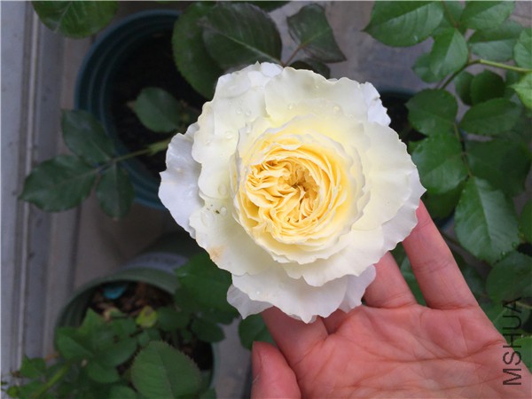 2016-04-22 081710.jpg