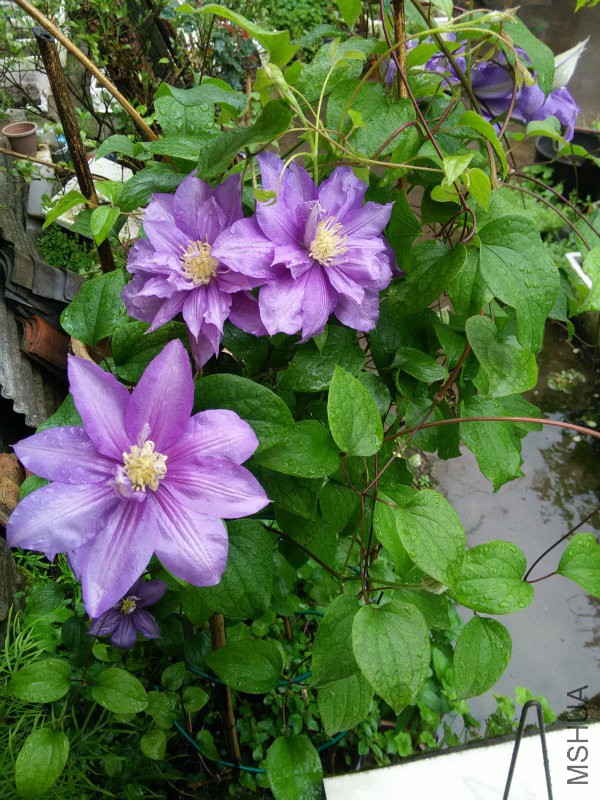 IMG20160420105501.jpg