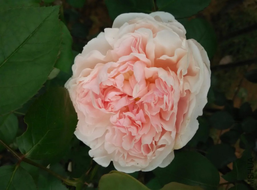 psb (7).jpg