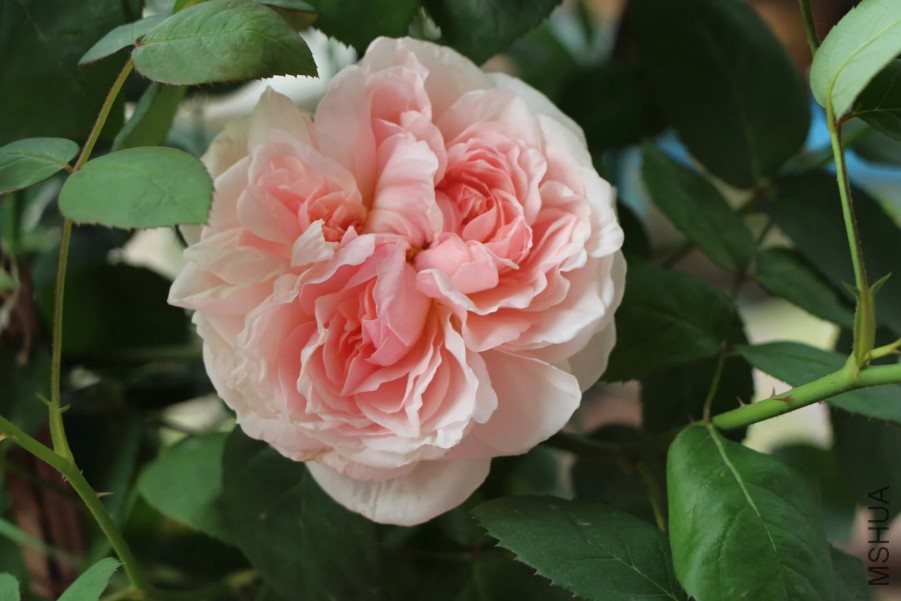 psb (8).jpg