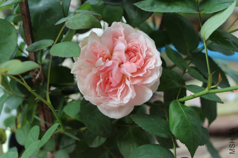 psb (9).jpg