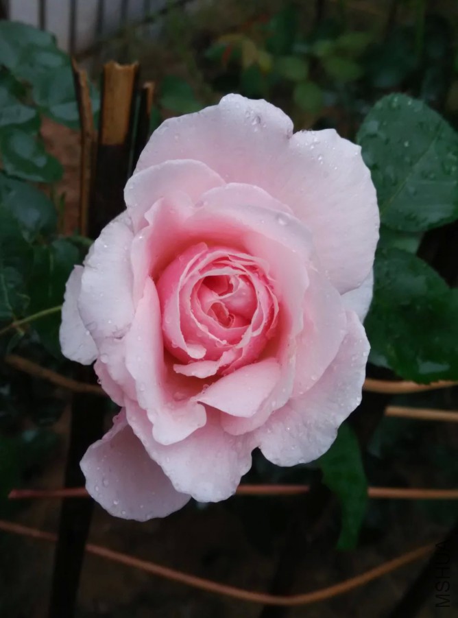 psb (12).jpg