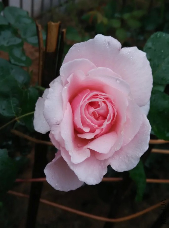 psb (13).jpg