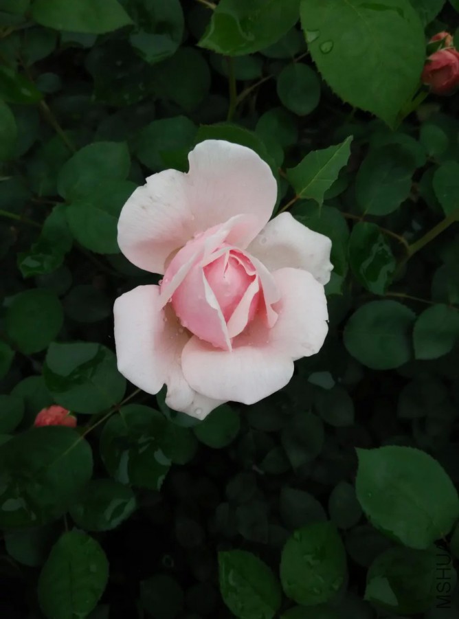 psb (14).jpg
