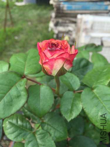 image.jpeg