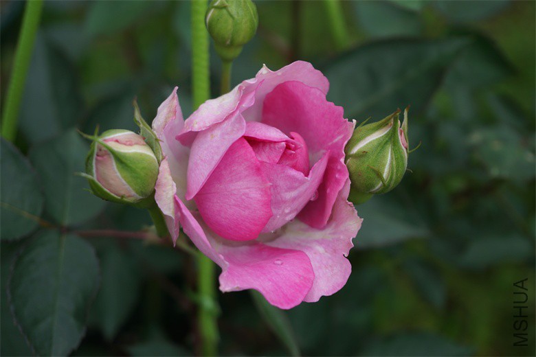 DSC01011_��ͼ��.jpg