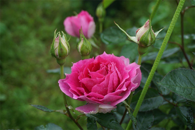 DSC01438_��ͼ��.jpg