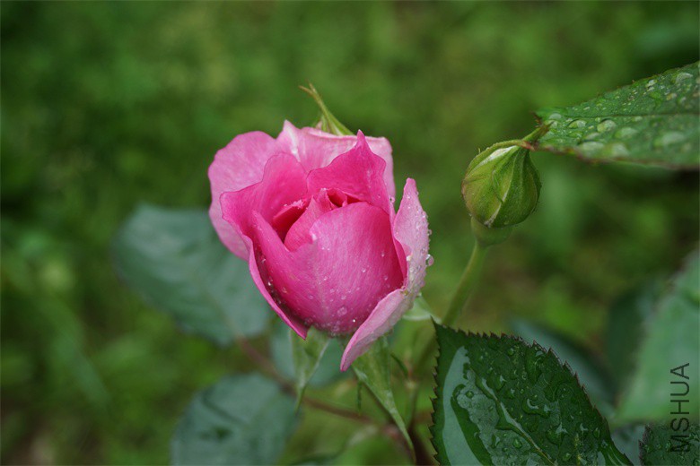 DSC01446_��ͼ��.jpg