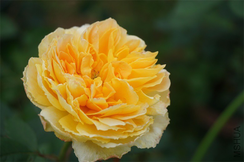 DSC02141_��ͼ��.jpg