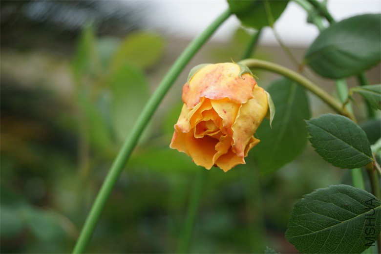 DSC02163_��ͼ��.jpg