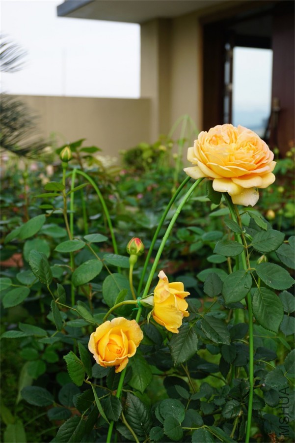DSC02925_��ͼ��.jpg