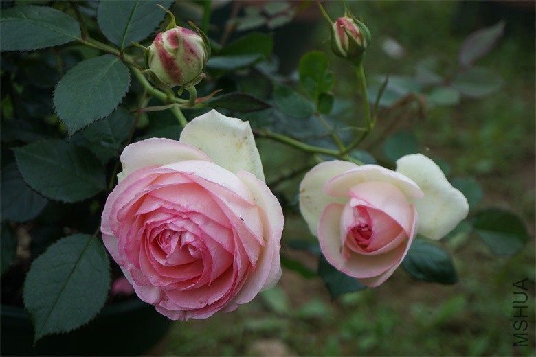 DSC04792_��ͼ��.jpg