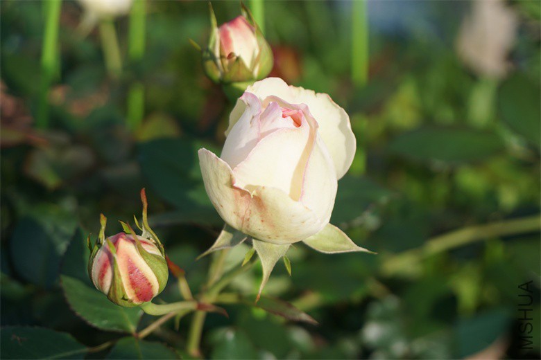 DSC03381_��ͼ��.jpg