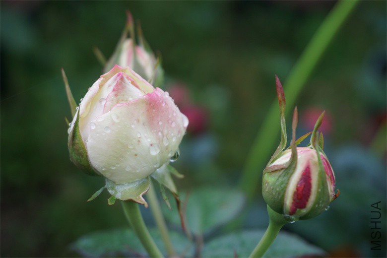 DSC02470_��ͼ��.jpg