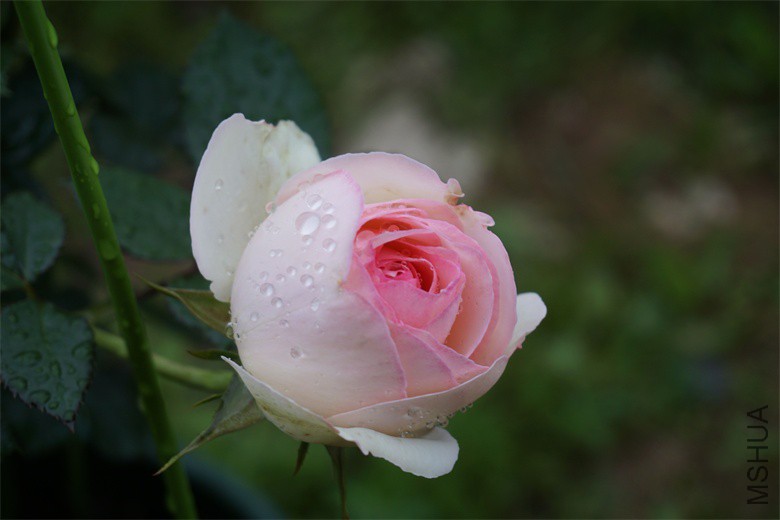 DSC03845_��ͼ��.jpg